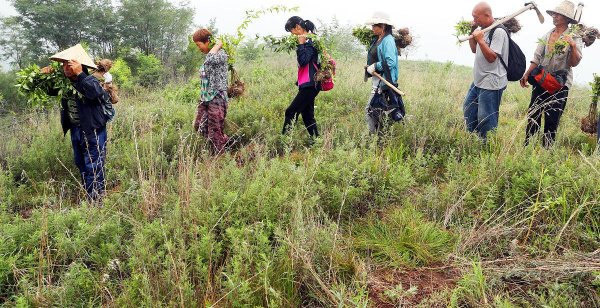 配资专业门户登录入口 黄芩种植23年才能收获？这3大关键期决定品质与产量